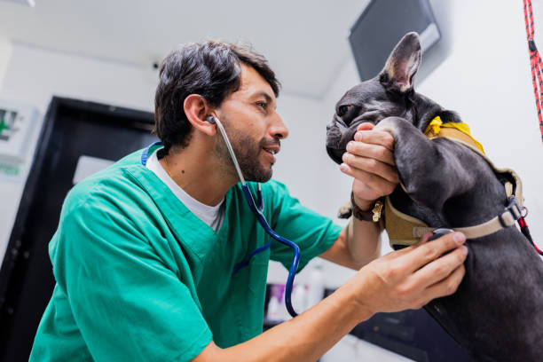 Perro recibiendo atención veterinaria de calidad, oportuna y sin malos tratos gracias a que su dueño contrató un seguro para mascotas.