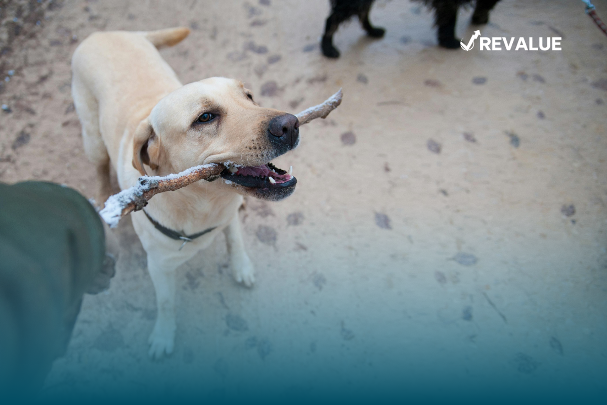 Perro jugando con una vara que está siendo sostenida por una persona.