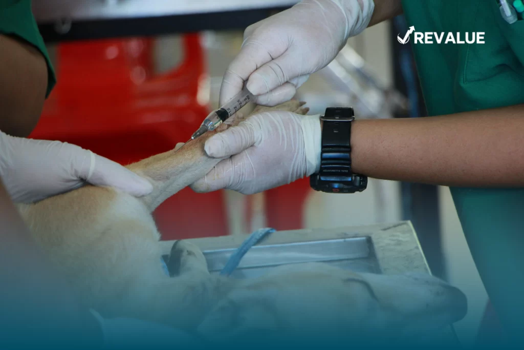 Perro recibiendo atención médica luego de que su dueño investigara cuánto cuesta un seguro para mascotas