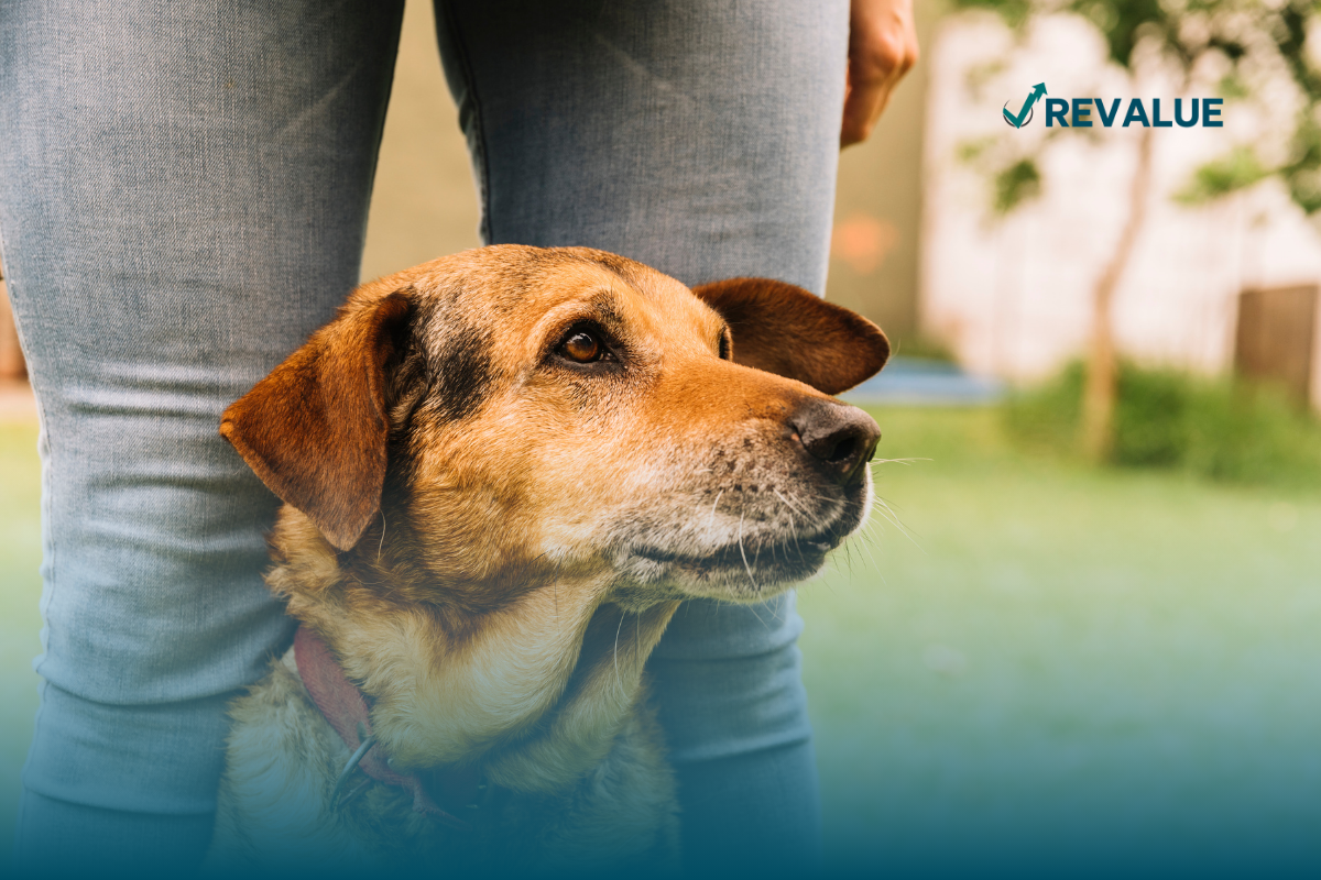 Perro de edad avanzada, sentado entre los pies de su dueño, quien le contrató un buen seguro para perros.