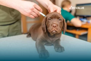 Perrito recibiendo sus vacunas y atención veterinaria, pues su dueño cumple con la tenencia responsable de mascotas.