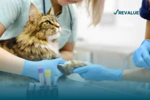 Gatito siendo atendido en el consultorio veterinario, haciendo válida la cobertura de tres consultas al año que incluye el seguro para mascotas BBVA.