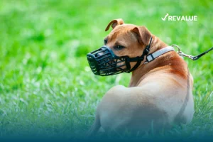 Algunas mascotas, además de medidas de seguridad para ellos y las personas, podrían requerir una póliza de seguro para perros peligrosos.