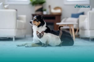 Los perros y los gatos son los animales de compañía que alcanzan la cobertura del seguro para mascotas AXA.