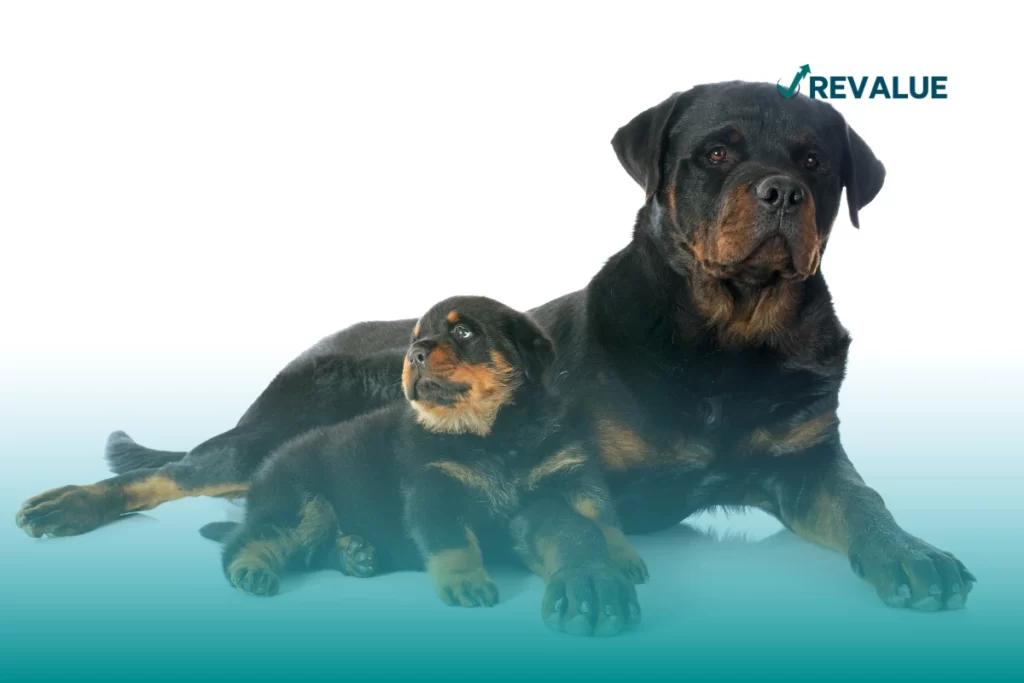 Perros cachorro y adulto, ambos con seguro de vida para perros.