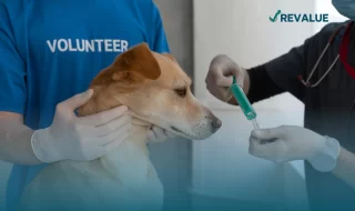 Una persona sostiene a un perro que va a ser inyectado por otra persona que está preparando el medicamento.