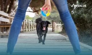 Persona jugando con un perro que tiene su seguro de vida para mascotas