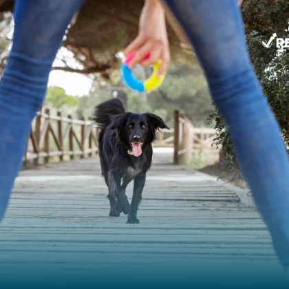 Persona jugando con un perro que tiene su seguro de vida para mascotas