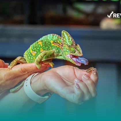 Camaleón siendo alimentado en la mano de una mujer que ha buscado un seguro para animales exóticos de mascota.