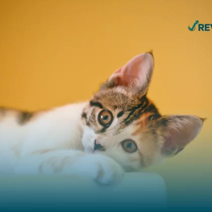 Imagen de un gato que cuenta con el mejor seguro para mascotas.