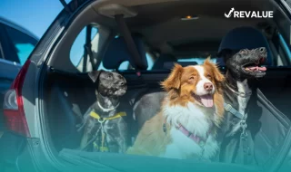 Perros dentro de un automóvil color gris, cuyo dueño se cuestiona cuánto cuesta un seguro para mascotas