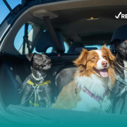 Perros dentro de un automóvil color gris, cuyo dueño se cuestiona cuánto cuesta un seguro para mascotas