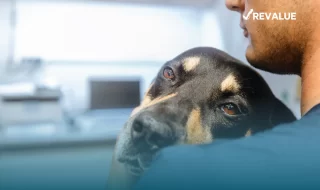 Cuánto cuesta un seguro para perros