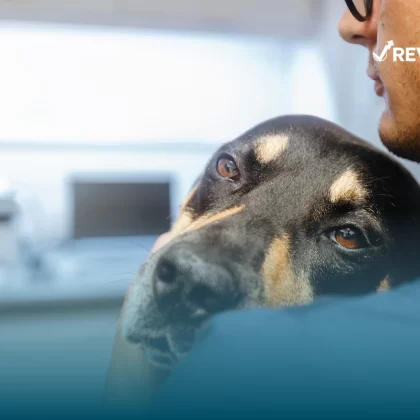 Cuánto cuesta un seguro para perros
