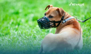 Algunas mascotas, además de medidas de seguridad para ellos y las personas, podrían requerir una póliza de seguro para perros peligrosos.