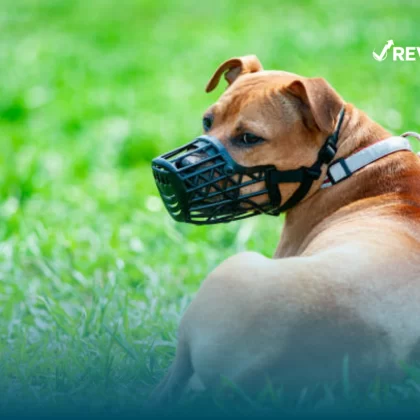 Algunas mascotas, además de medidas de seguridad para ellos y las personas, podrían requerir una póliza de seguro para perros peligrosos.