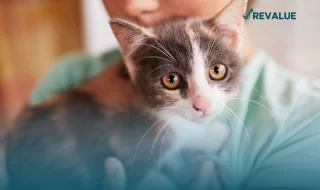 Gato pequeño siendo cargado por su amo quien le contrató un seguro médico para gatos.