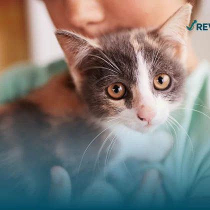 Gato pequeño siendo cargado por su amo quien le contrató un seguro médico para gatos.