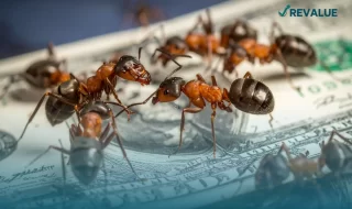 Hormigas sobre un billete