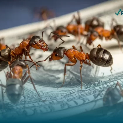 Hormigas sobre un billete