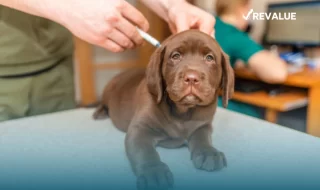 Perrito recibiendo sus vacunas y atención veterinaria, pues su dueño cumple con la tenencia responsable de mascotas.