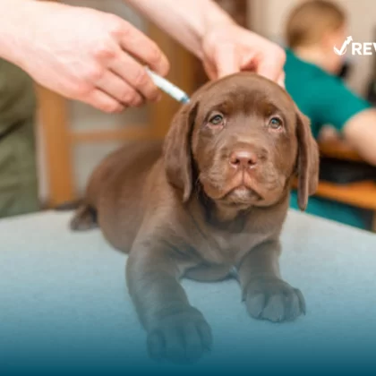 Perrito recibiendo sus vacunas y atención veterinaria, pues su dueño cumple con la tenencia responsable de mascotas.