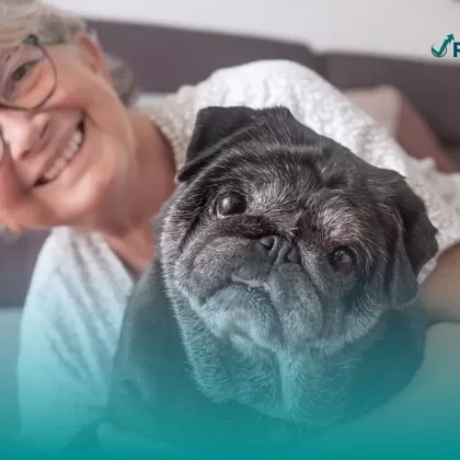 Perro pug de edad avanzada sentado con su dueña, quien cuenta con un seguro funerario para mascotas.