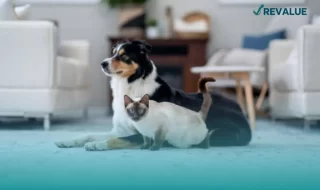 Los perros y los gatos son los animales de compañía que alcanzan la cobertura del seguro para mascotas AXA.