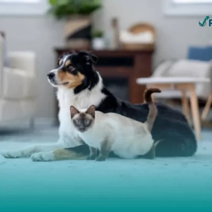 Los perros y los gatos son los animales de compañía que alcanzan la cobertura del seguro para mascotas AXA.