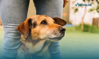 Perro de edad avanzada, sentado entre los pies de su dueño, quien le contrató un buen seguro para perros.