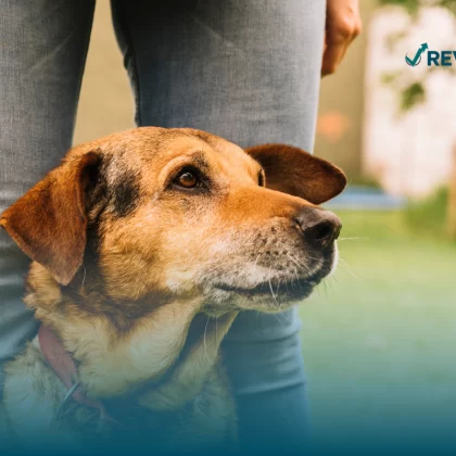 Perro de edad avanzada, sentado entre los pies de su dueño, quien le contrató un buen seguro para perros.