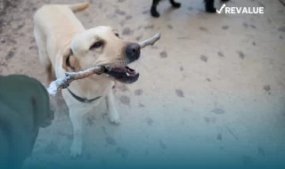 Perro jugando con una vara que está siendo sostenida por una persona.