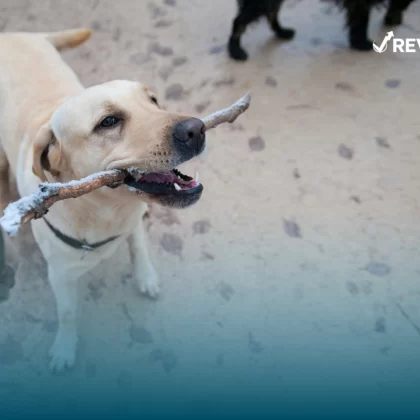 Perro jugando con una vara que está siendo sostenida por una persona.
