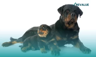 Perros cachorro y adulto, ambos con seguro de vida para perros.