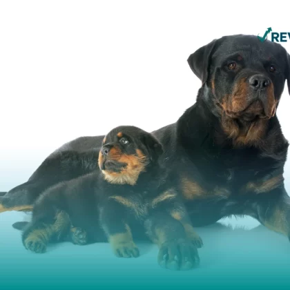 Perros cachorro y adulto, ambos con seguro de vida para perros.