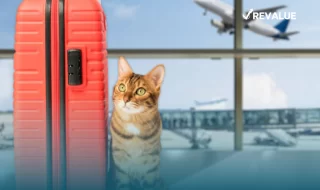 Michi esperando su salida en avión, contando con la protección de un seguro de viaje para mascotas que contrató su dueño.