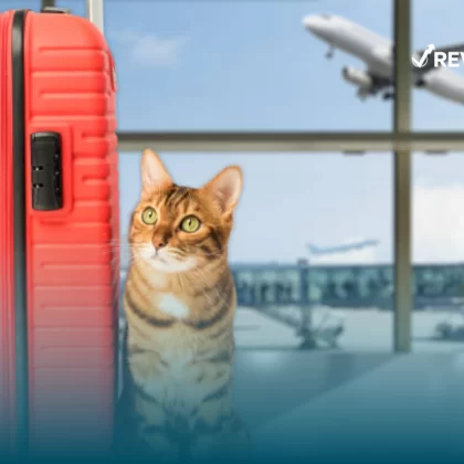 Michi esperando su salida en avión, contando con la protección de un seguro de viaje para mascotas que contrató su dueño.