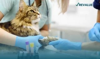 Gatito siendo atendido en el consultorio veterinario, haciendo válida la cobertura de tres consultas al año que incluye el seguro para mascotas BBVA.