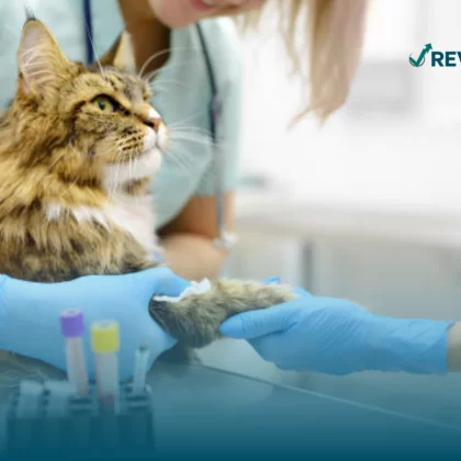 Gatito siendo atendido en el consultorio veterinario, haciendo válida la cobertura de tres consultas al año que incluye el seguro para mascotas BBVA.